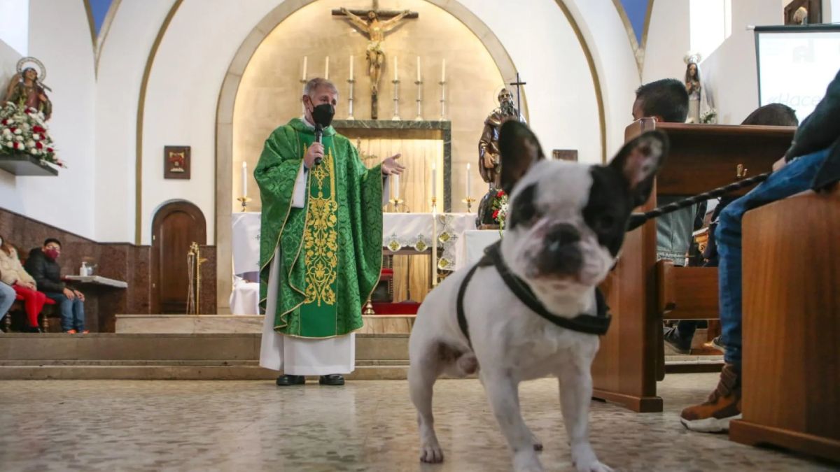 Qué significa que un perro entre a la Iglesia durante la misa. Foto: gentileza ppllstatics.