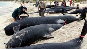 Preocupación por el masivo varamiento de ballenas en las costas chilenas