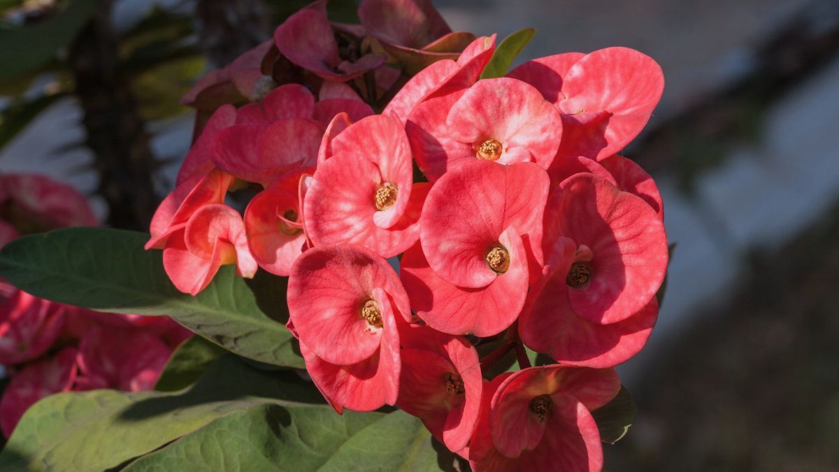 Corona de Cristo: este abono rico en calcio hará florecer tu Euphorbia milii