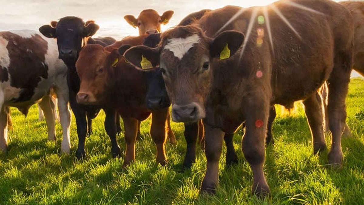 Argentina abrirá su mercado al ganado bovino estadounidense, Argentina abrirá su mercado al ganado bovino estadounidense,