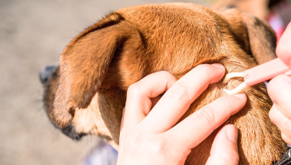 Cómo eliminar las garrapatas de tu mascota usando una pinza: método seguro y efectivo