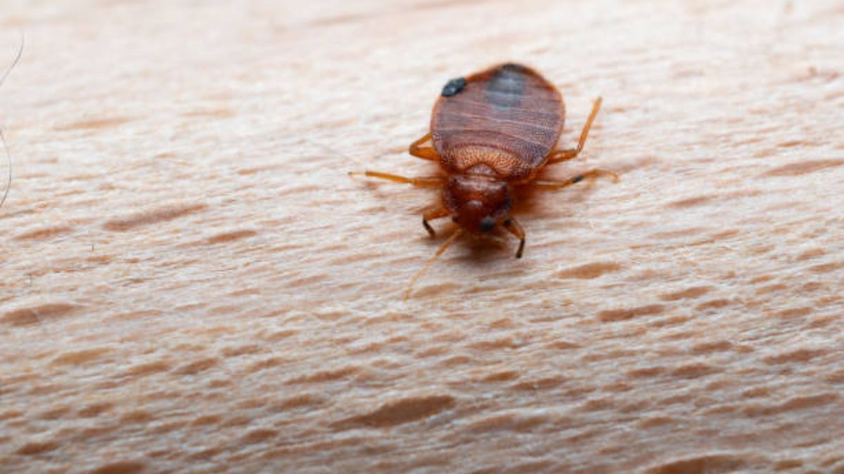 Ni laurel ni romero: el mejor truco casero para ponerle fin a la plaga de chinches de cama