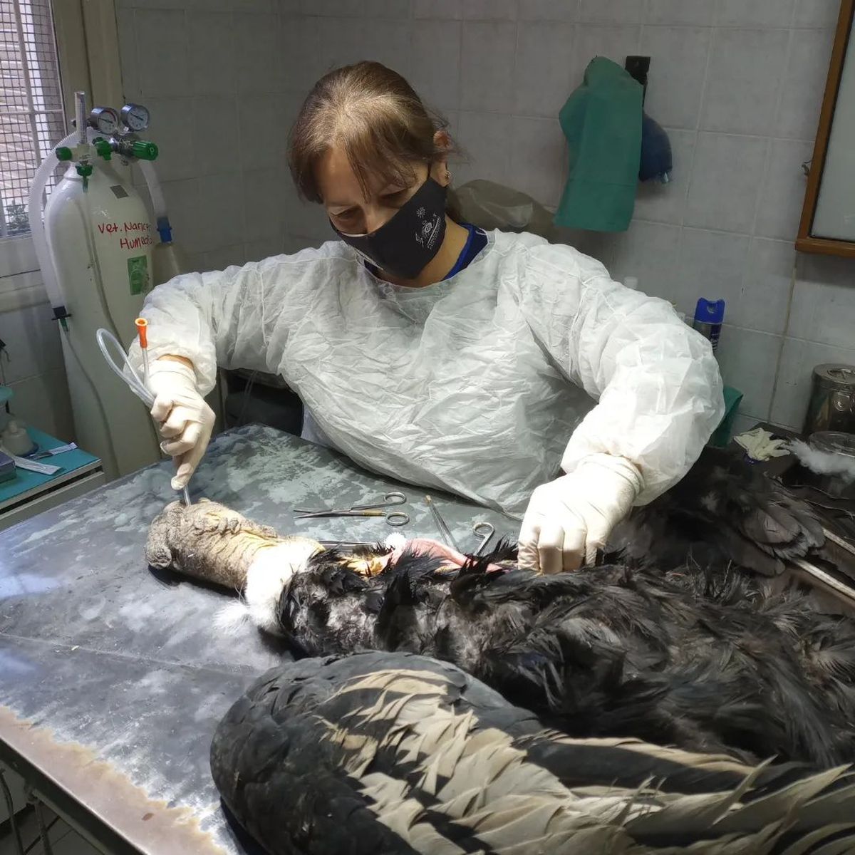 La necropsia realizada por la Fundación Cullunche arrojó que el cóndor tenía 14 perdigones de arma de fuego en su cuerpo. La necropsia realizada por la Fundación Cullunche arrojó que el cóndor tenía 14 perdigones de arma de fuego en su cuerpo.