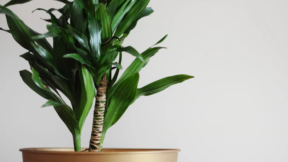 El palo de Brasil es también conocida como Palo de la felicidad, Palmillo, Drácena, Carey El palo de Brasil es también conocida como Palo de la felicidad, Palmillo, Drácena, Carey