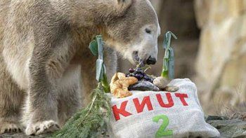 Resolvieron el misterio de la muerte del oso polar 