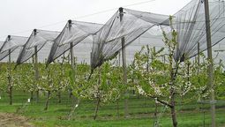 Las inversiones en malla antigranizo y sistemas de riego están alcanzadas por el RIMI de la reforma laboral. Las inversiones en malla antigranizo y sistemas de riego están alcanzadas por el RIMI de la reforma laboral.