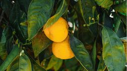 Descubrí cómo proteger a tu árbol frutal de las plagas. Foto: Pexels