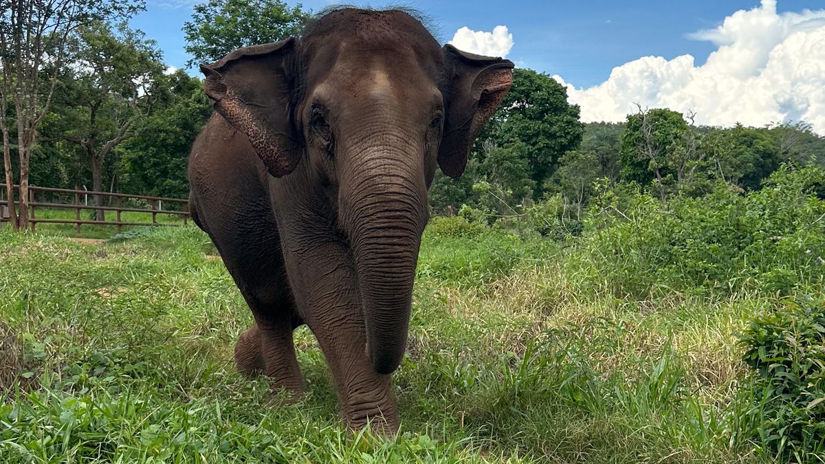 Guillermina vive en el Santuario de Elefantes de Brasil desde el 2022, donde llegó junto con su madre Pocha, quien murió 5 meses después. Guillermina vive en el Santuario de Elefantes de Brasil desde el 2022, donde llegó junto con su madre Pocha, quien murió 5 meses después.