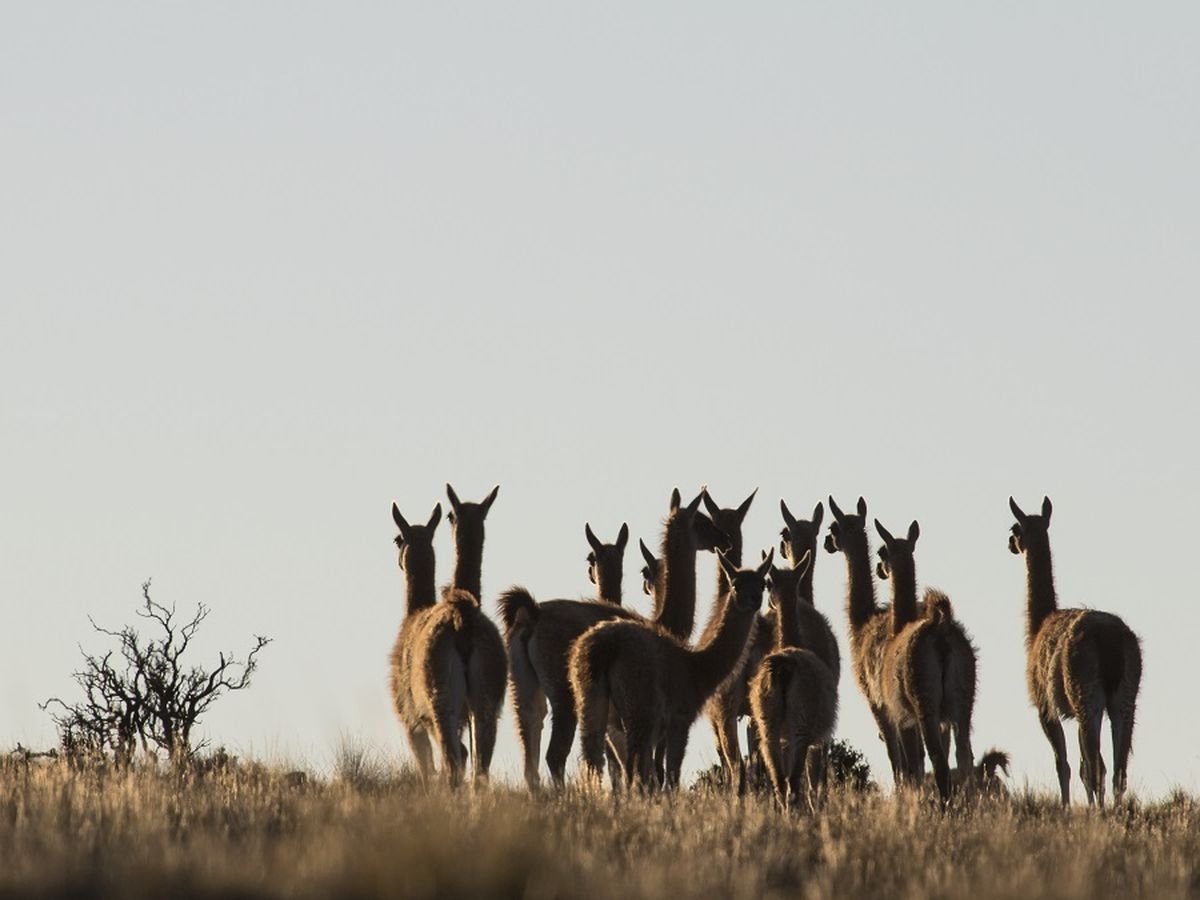 Los humedales de la Reserva Protegida enfrentan amenazas tanto naturales como antropogénicas. Los humedales de la Reserva Protegida enfrentan amenazas tanto naturales como antropogénicas.