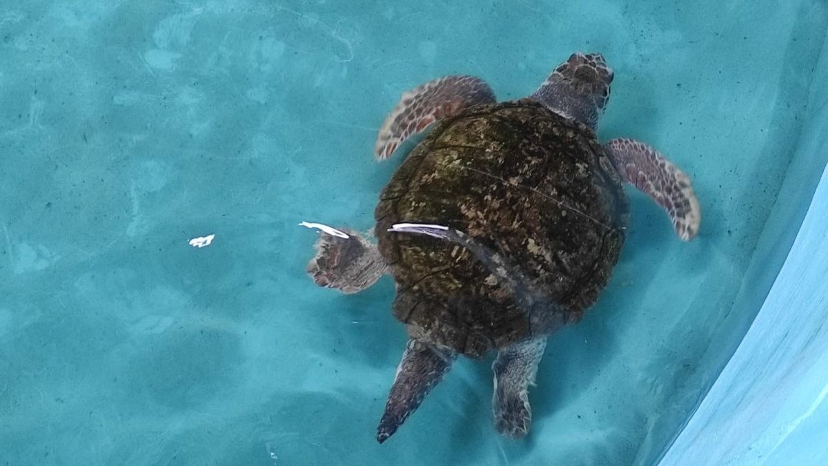 El tortugo Jorge vivió meses en una pileta con agua de mar para adaptarse a la salinidad El tortugo Jorge vivió meses en una pileta con agua de mar para adaptarse a la salinidad