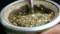 Beneficio de tomar mate con Burro.