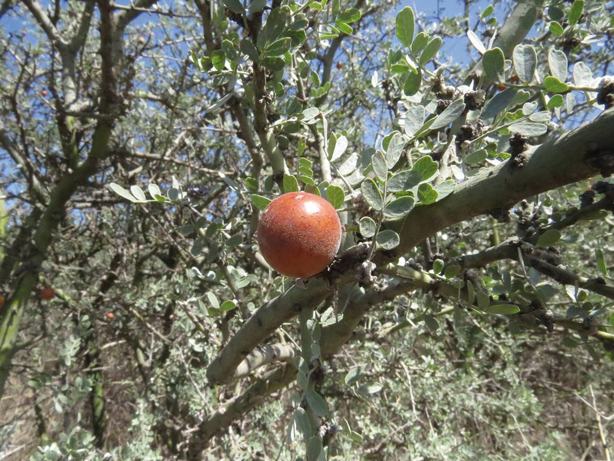 Fruto del chañar. Fruto del chañar. 
