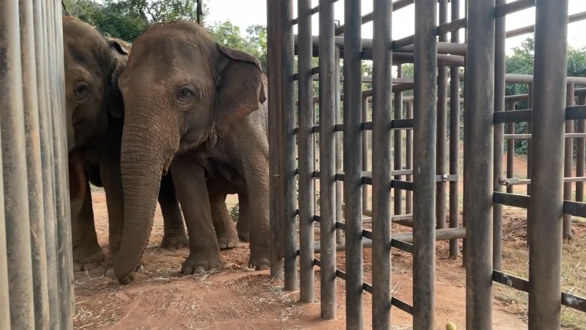 Pocha y Guillermina se animan lentamente a recorrer nuevos espacios en el Santuario de Elefantes de Brasil.