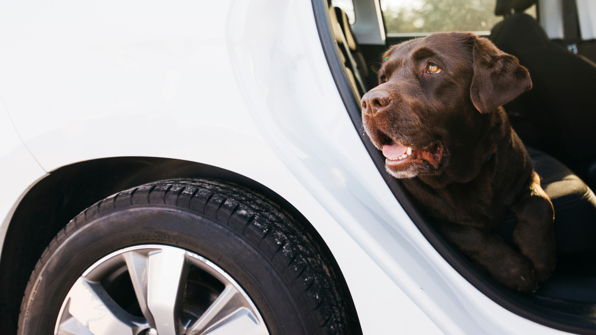 No podrás creerla razón por la que los perros orinan los neumáticos de los autos