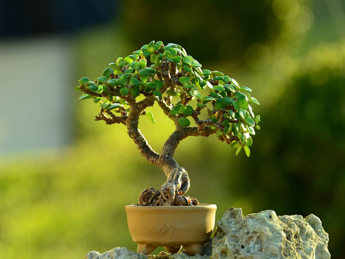 Cómo se si le falta agua a mi árbol de jade