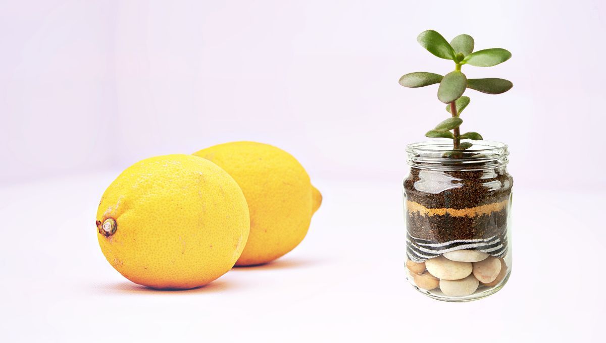 El limón sirve para ahuyentar las moscas de tu árbol de Jade. El limón sirve para ahuyentar las moscas de tu árbol de Jade. 