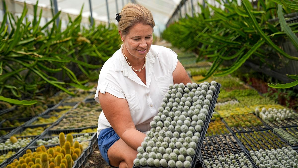En almácigos de diferentes tamaños cultiva los cactus Ana Paula Freire. En almácigos de diferentes tamaños cultiva los cactus Ana Paula Freire.
