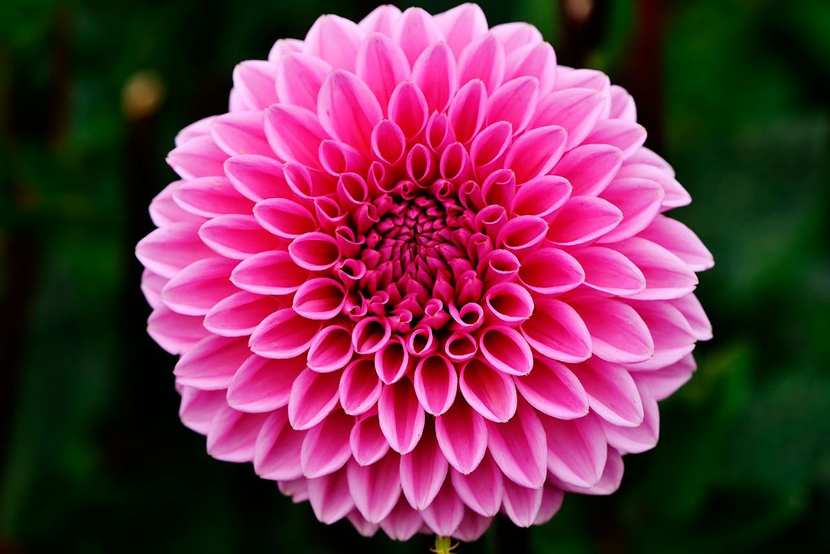 Las flores de esta planta se roban toda la atención.&nbsp;