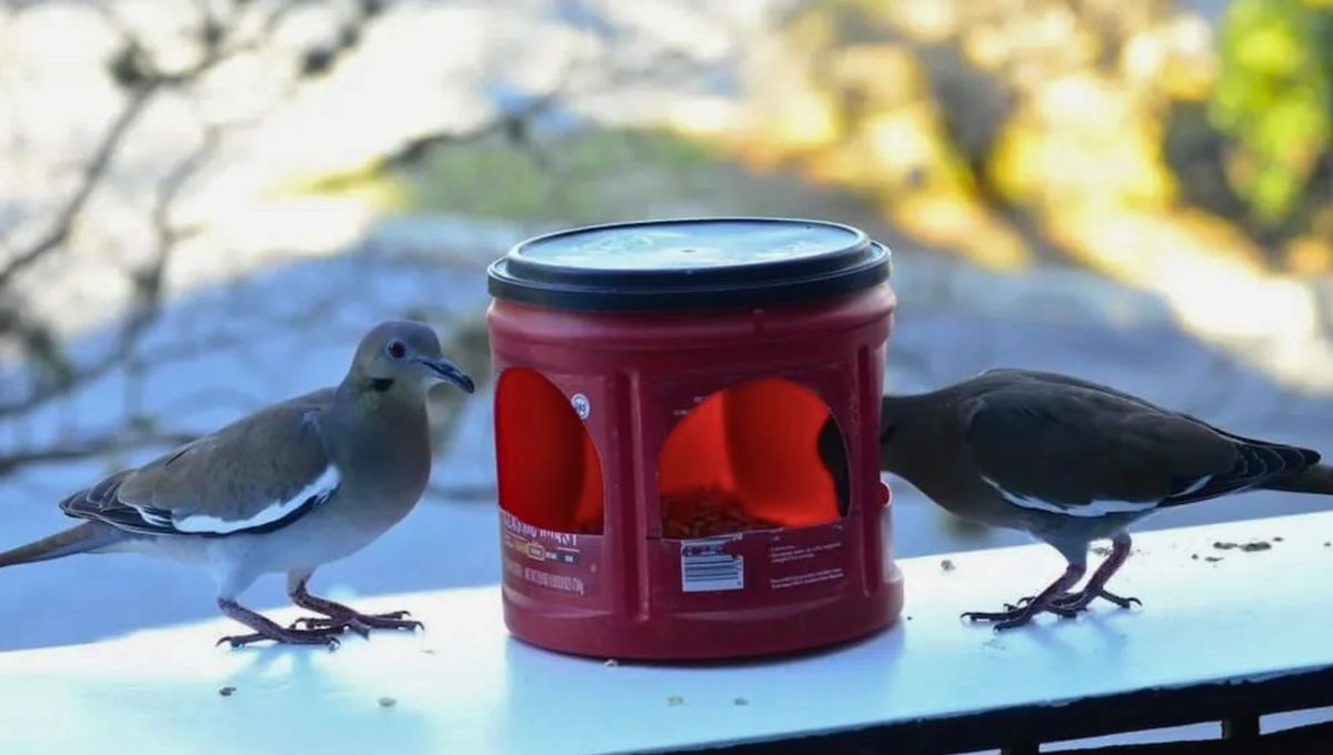Con esta idea de reciclaje vas a poder crear con tus propias manos un comedero para pájaros. Con esta idea de reciclaje vas a poder crear con tus propias manos un comedero para pájaros.