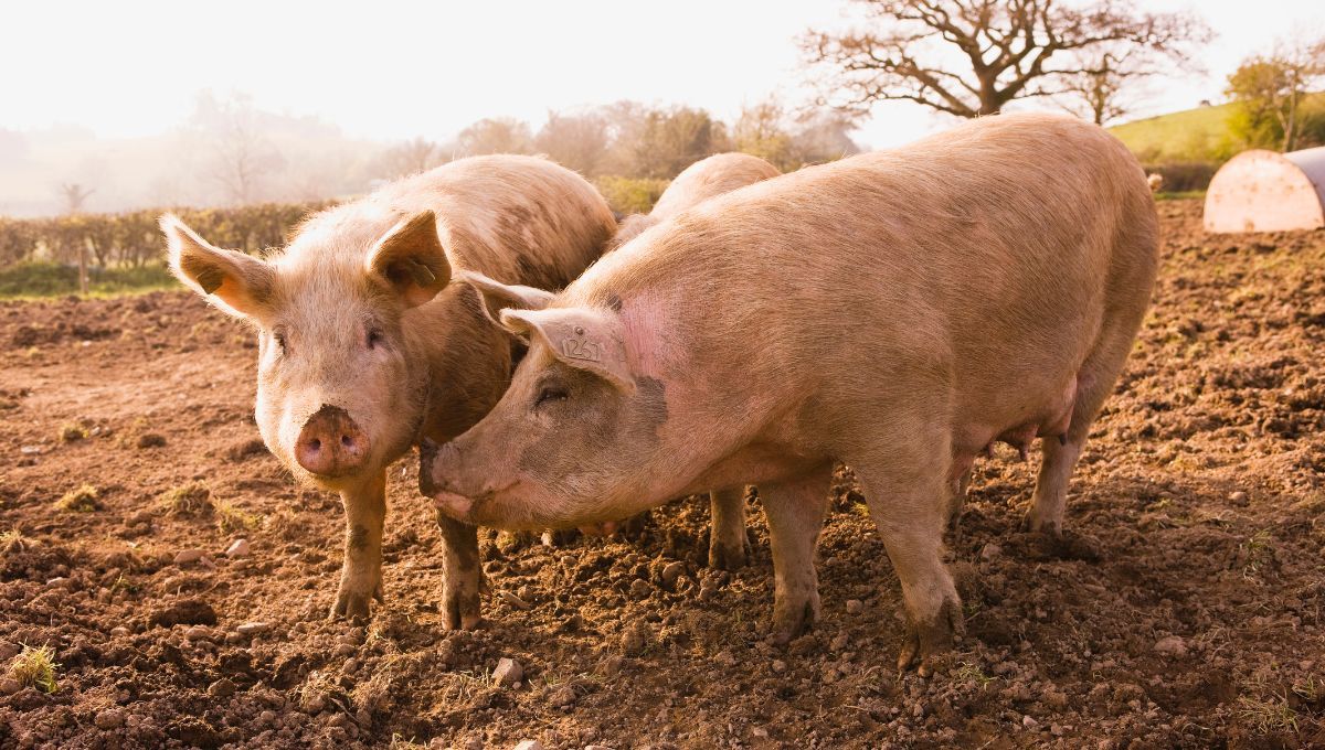 Guerra del Cerdo, el día que dos potencias se enfrentaron por un animal y Estados Unidos se quedó con una isla