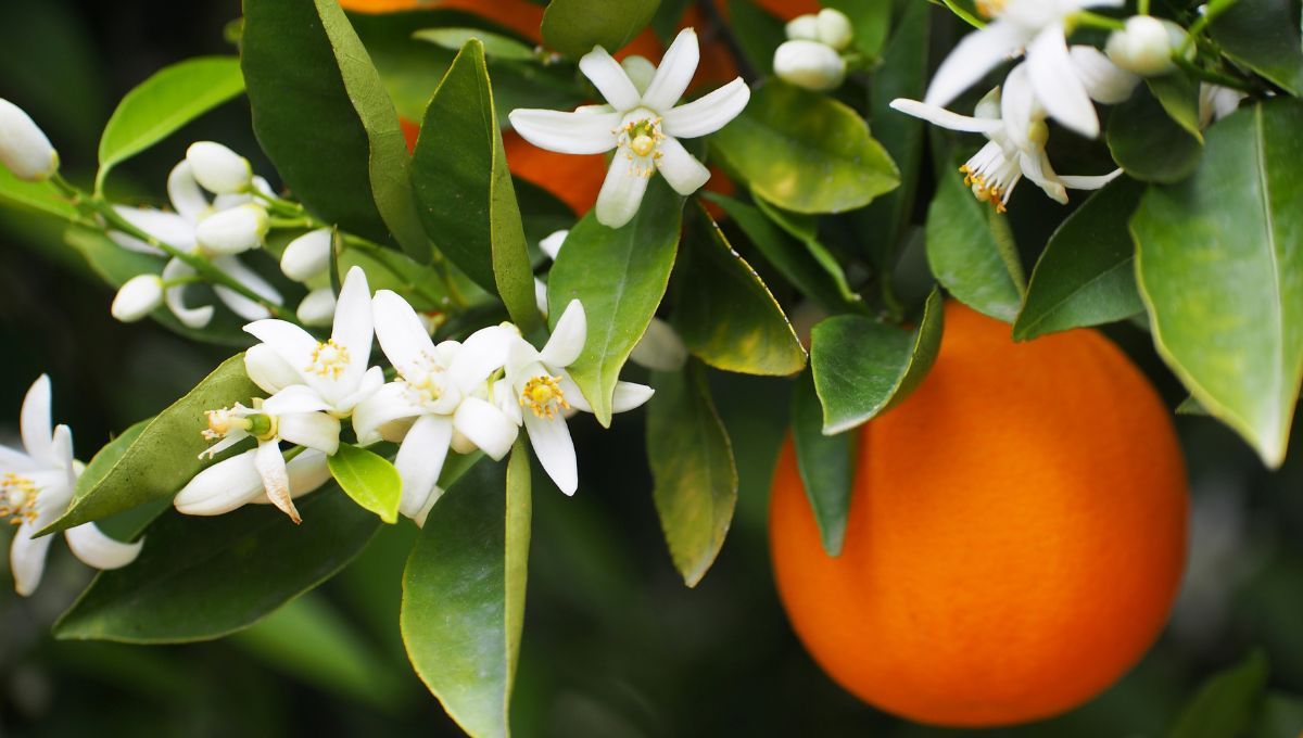 Flor de azahar. Flor de azahar. 