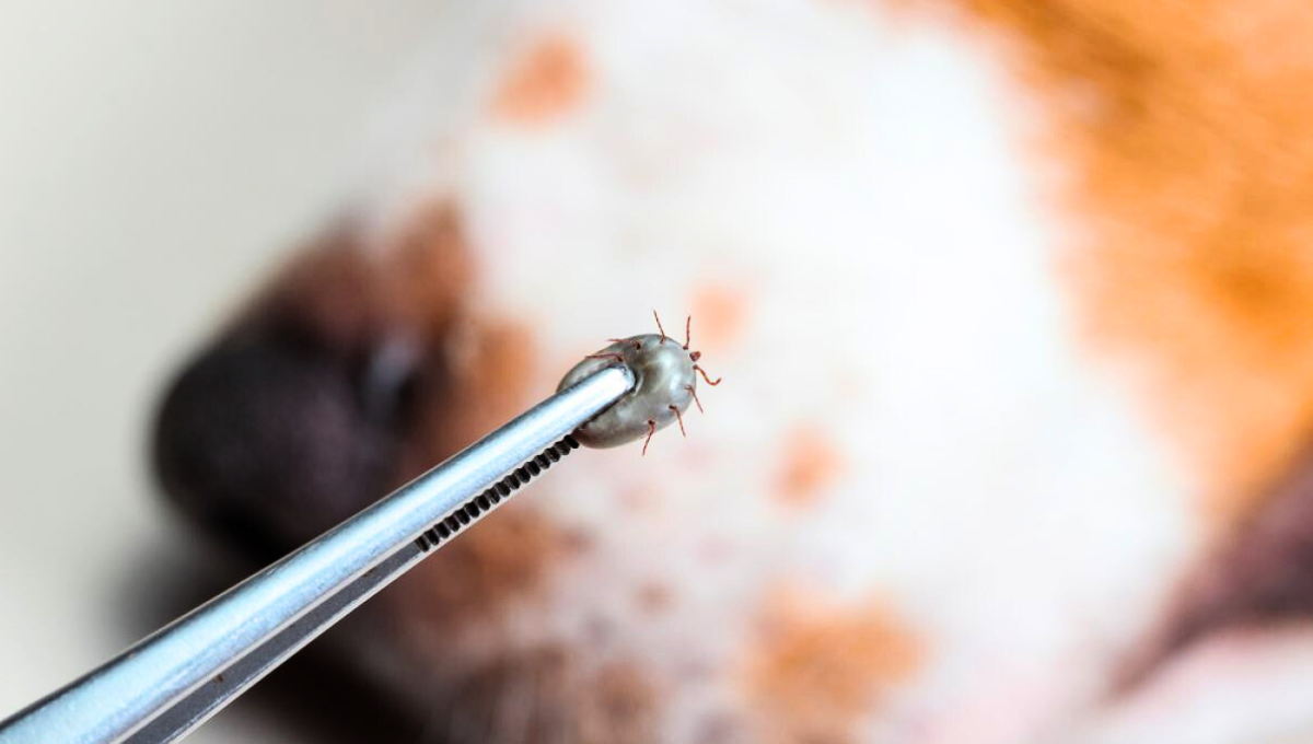 La garrapata es un pequeño parásito que puede parecer un insecto