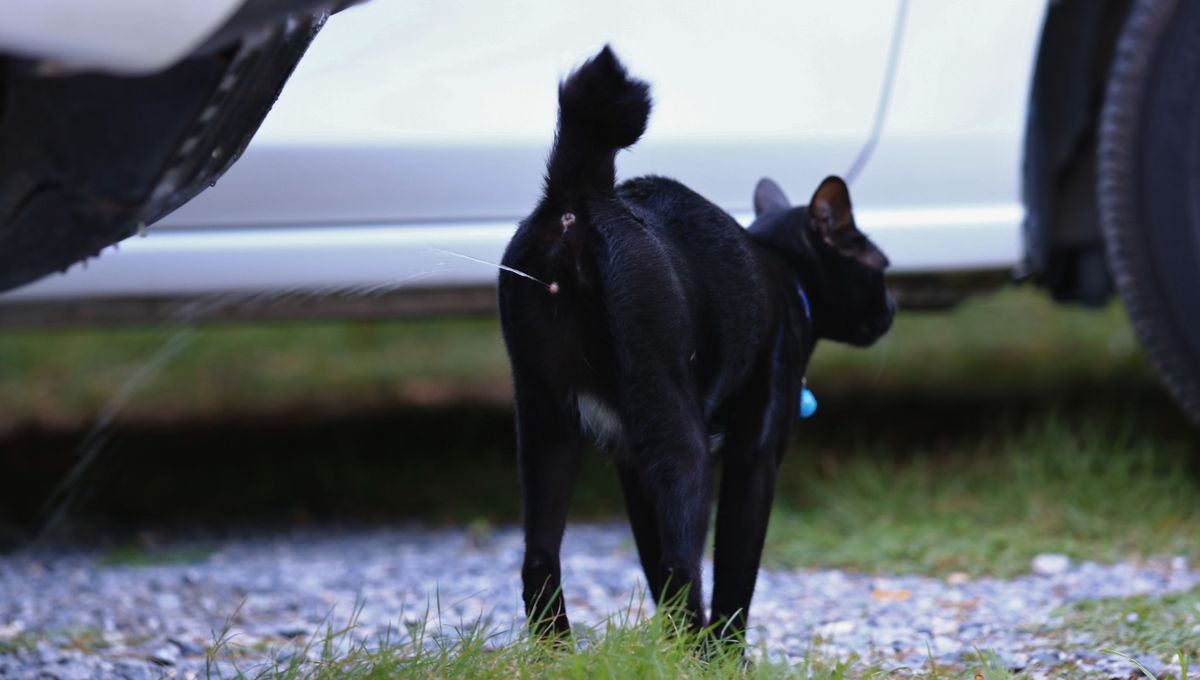 El olor a orina de gato es muy desagradable e invasivo para la casa. El olor a orina de gato es muy desagradable e invasivo para la casa.