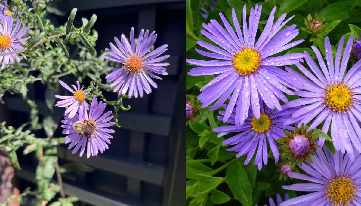 Esta planta también es conocida como Cielo Estrellado y Margarita de Escocia. Esta planta también es conocida como Cielo Estrellado y Margarita de Escocia.
