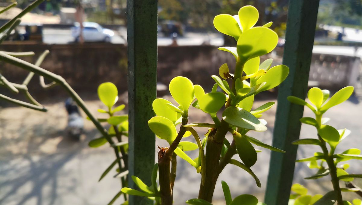 Colocar una planta del dinero en tu balcón te hará llegar increíbles beneficios a tu favor y al de tu hogar Colocar una planta del dinero en tu balcón te hará llegar increíbles beneficios a tu favor y al de tu hogar