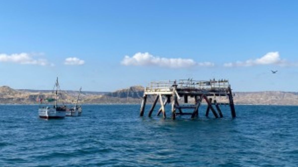 La plataforma petrolera MX-1, que dejó de funcionar en 2011, se ha convertido en un lugar de descanso para aves costeras y oceánicas, leones marinos, delfines y mantarrayas (Imagen: Chelonia Dive Center) La plataforma petrolera MX-1, que dejó de funcionar en 2011, se ha convertido en un lugar de descanso para aves costeras y oceánicas, leones marinos, delfines y mantarrayas (Imagen: Chelonia Dive Center)