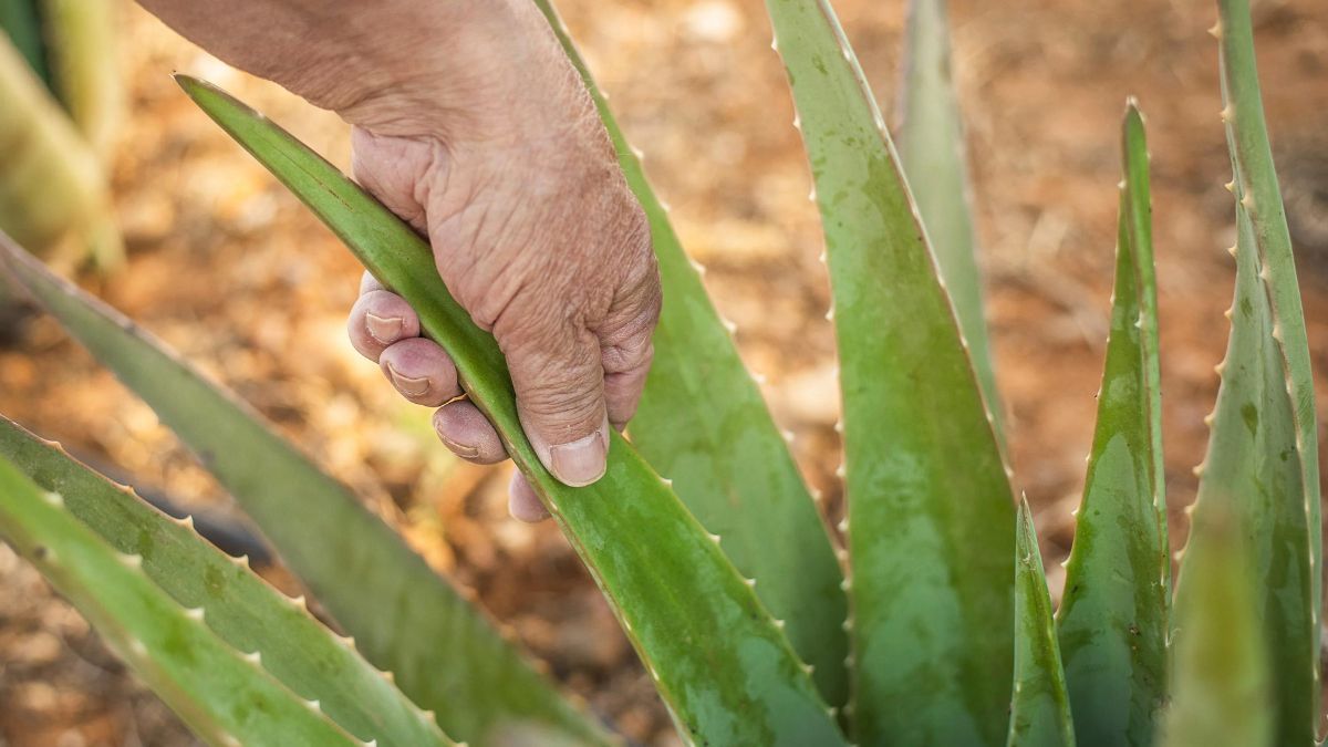 Aloe vera. Aloe vera.
