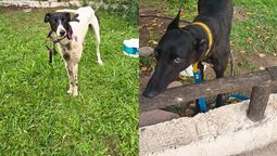 Las carreras de galgos fueron desbaratadas en Las Heras. Las carreras de galgos fueron desbaratadas en Las Heras.