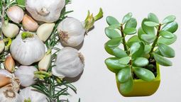 Qué significa colocar ajo debajo de tu árbol de Jade Qué significa colocar ajo debajo de tu árbol de Jade