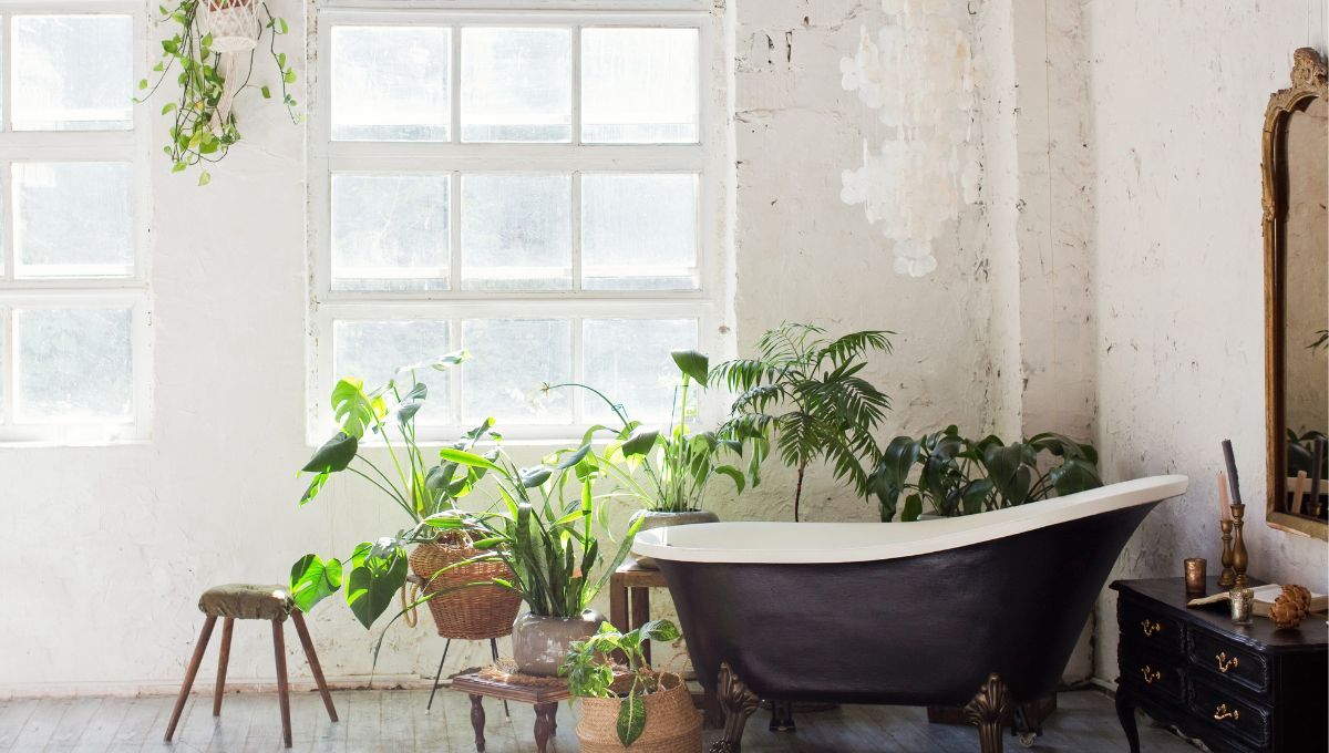 Dile adiós a la humedad: la planta de interior que debes tener un tu baño para reducir el moho
