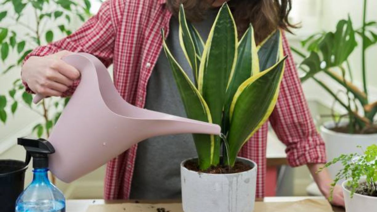 El secreto de jardinería para regar tu sansevieria en septiembre.