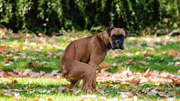 Si tu perro te mira al hacer caca, lo hace para buscar apoyo. Si tu perro te mira al hacer caca, lo hace para buscar apoyo.