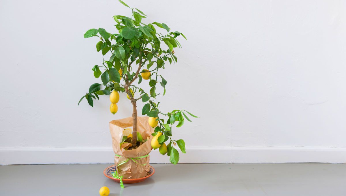 Si tenés un árbol limonero en casa, te contamos qué significa y qué beneficios trae a tu hogar