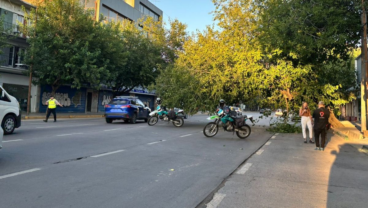 No todos los árboles mueren de pie: el tránsito quedó afectado en calle Vicente Zapata por la caída de esta morera. No todos los árboles mueren de pie: el tránsito quedó afectado en calle Vicente Zapata por la caída de esta morera.