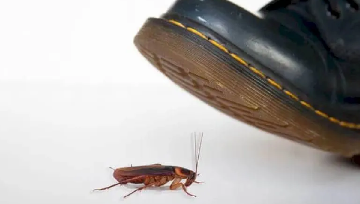La peligrosa razón por la que no debes pisar a las cucarachas