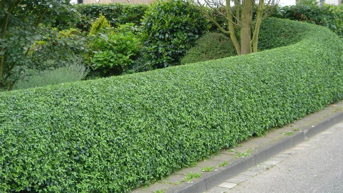 Cómo sembrar una planta de ligustrín para formar un cerco en el jardín