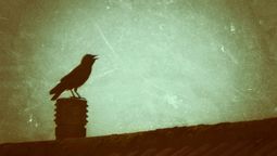 Si un zorzal canta en tu jardín al amanecer o atardecer, te contamos qué significa según el Feng Shui