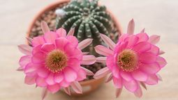 El truco casero para que los cactus florezcan&nbsp;