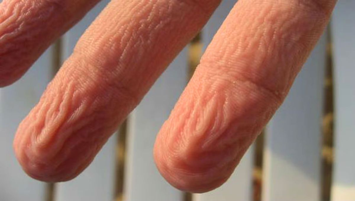 Hist&oacute;ricamente, ha existido la creencia de que los dedos se arrugan en contacto con el agua porque la piel la absorbe.