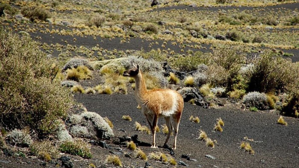 El 23 de agosto se celebra el Día Internacional del Guanaco en el mundo. El 23 de agosto se celebra el Día Internacional del Guanaco en el mundo.