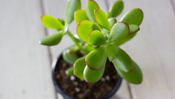 Cómo potenciar el crecimiento del árbol de jade antes de que llegue el otoño Cómo potenciar el crecimiento del árbol de jade antes de que llegue el otoño