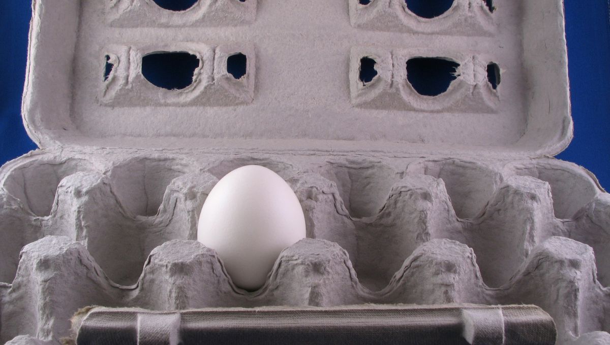 El maple de huevo puede convertirte en un hermoso jarrón. El maple de huevo puede convertirte en un hermoso jarrón. 