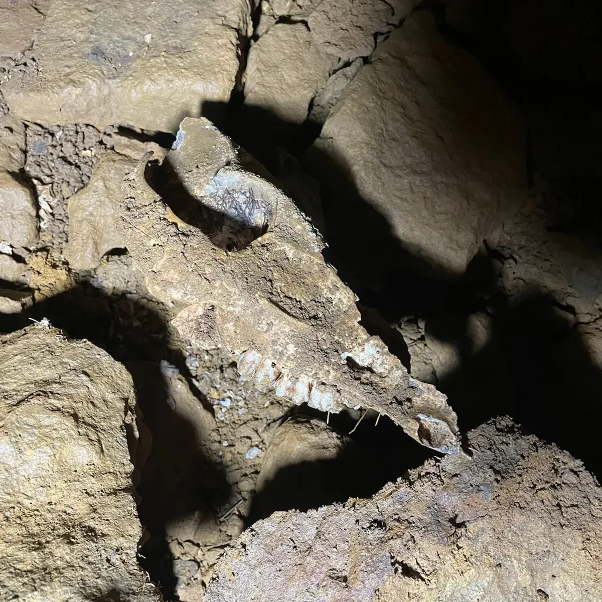 El descubrimiento incluyó huesos de animales que indican que la construcción puede tener milenios de antigüedad. Imagen: Bloxham Underground Tunnel Society El descubrimiento incluyó huesos de animales que indican que la construcción puede tener milenios de antigüedad. Imagen: Bloxham Underground Tunnel Society
