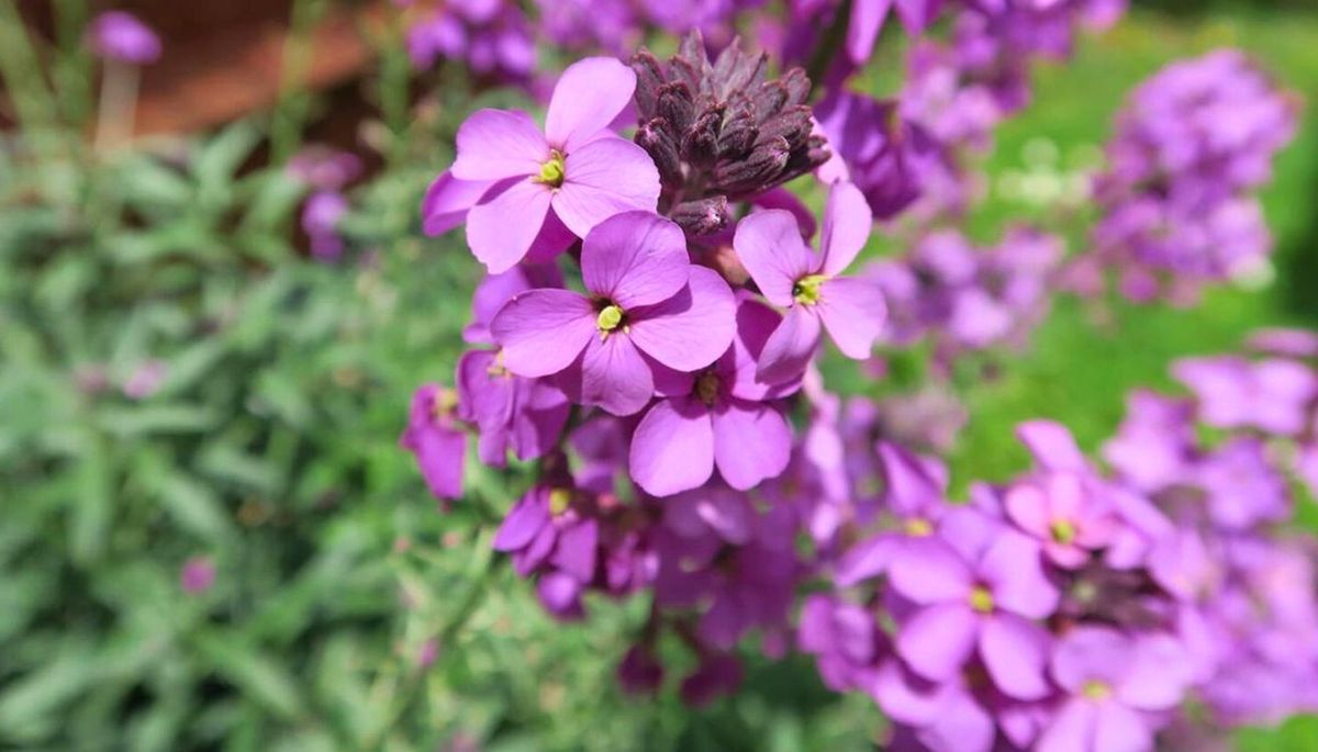 El alhel&iacute; es una planta r&uacute;stica capaz de sobrevivir a condiciones adversas.