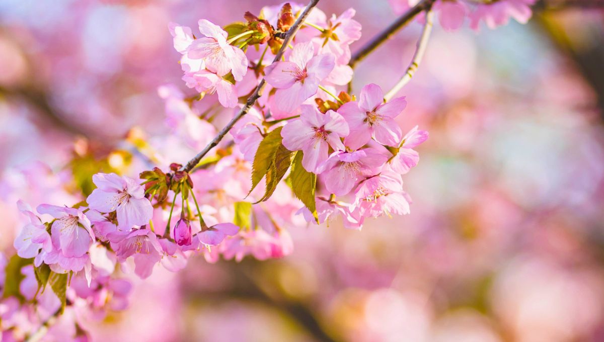 El color de la suerte de hoy es el rojo cereza.