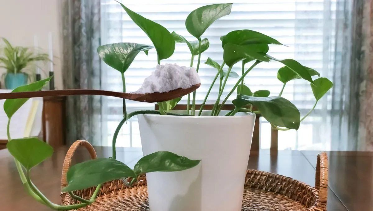 Por qué hay que ponerle bicarbonato a las plantas de interior y para qué sirve